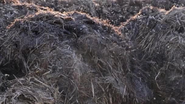 Enorme Kudde Kleine Muggen Een Stapel Mest Het Landbouwveld — Stockvideo