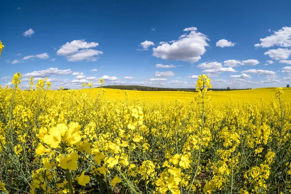 Kenttä Kaunis Kevät Kultainen Kukka Rypsi Sininen Taivas — kuvapankkivalokuva