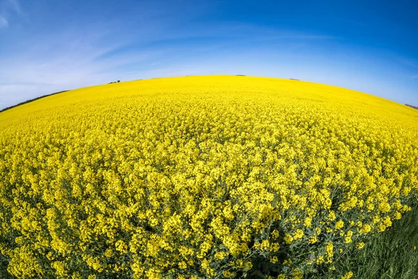 Vackra Ren Gyllene Blomma Raps Med Blã Himmel — Stockfoto