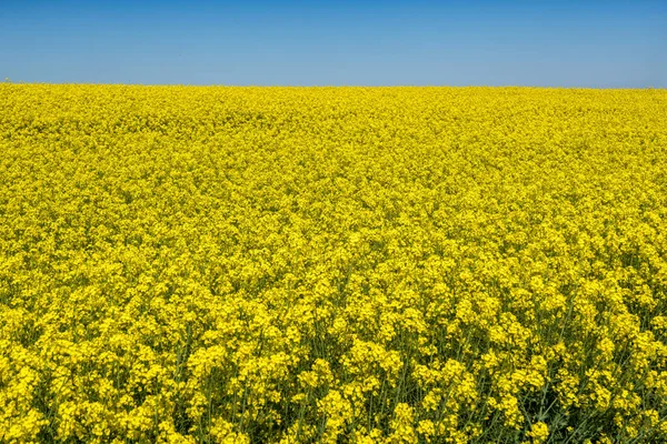 Feld Des Schönen Frühlings Goldene Blume Von Raps Mit Blauem — Stockfoto