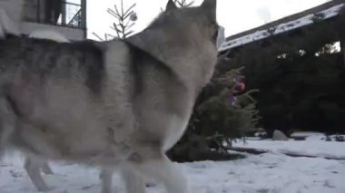 Kar ormanında mutlu köpek