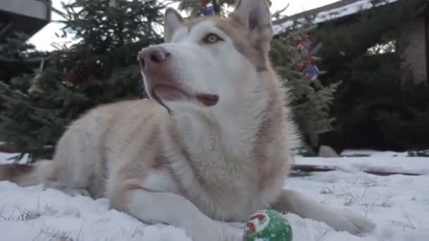 Perro Feliz Bosque Nieve — Vídeos de Stock