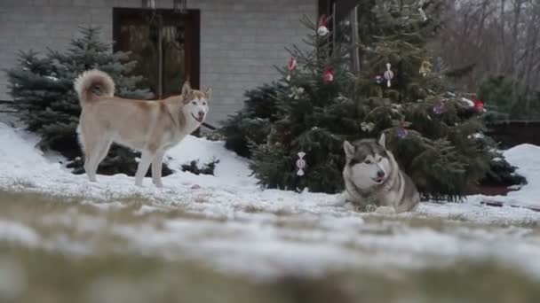 Щасливий Собака Сніжному Лісі — стокове відео