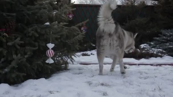 Cão Feliz Floresta Neve — Vídeo de Stock