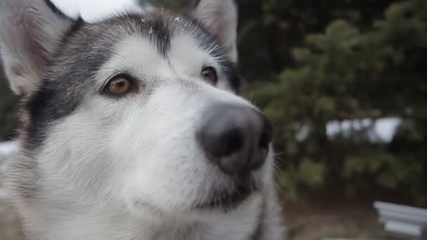 Kar Ormanında Mutlu Köpek — Stok video