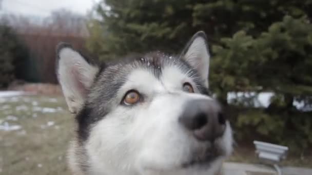 Ευτυχισμένο Σκυλί Στο Χιόνι Δάσος — Αρχείο Βίντεο