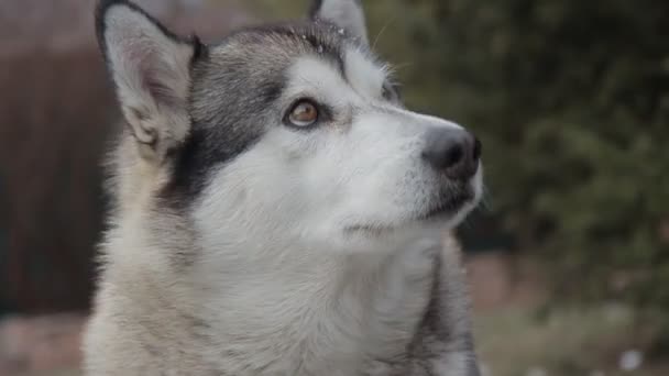 Perro Feliz Bosque Nieve — Vídeos de Stock