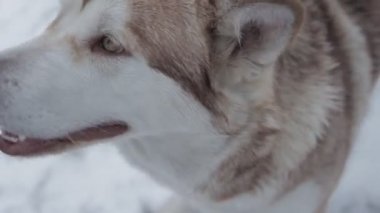 Kar ormanında mutlu köpek