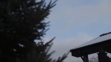 Kar ormanında mutlu köpek