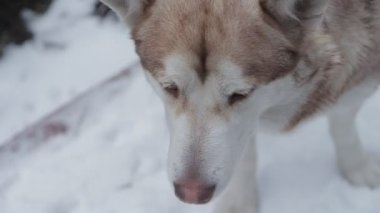 Kar ormanında mutlu köpek