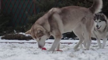 Kar ormanında mutlu köpek