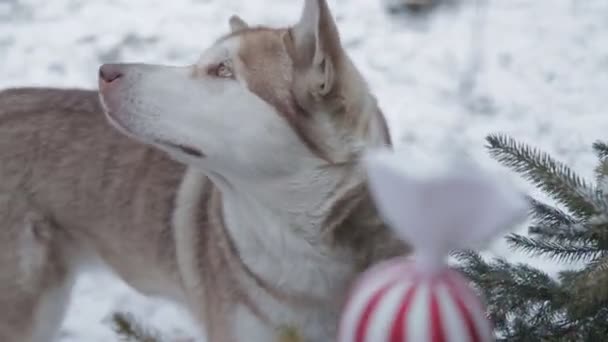 Perro Feliz Bosque Nieve — Vídeos de Stock