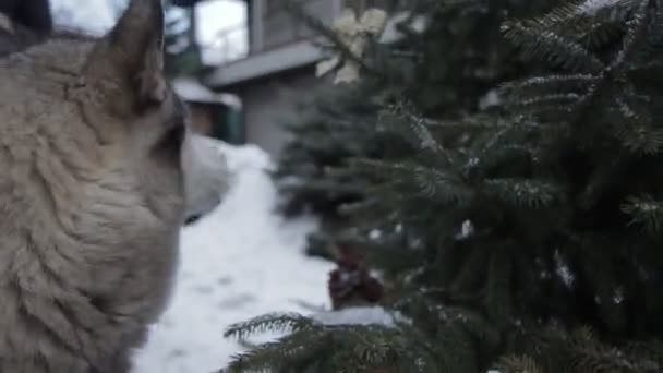 Perro Feliz Bosque Nieve — Vídeos de Stock