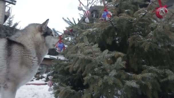 Perro Feliz Bosque Nieve — Vídeos de Stock