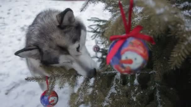 雪林中的快乐狗 — 图库视频影像