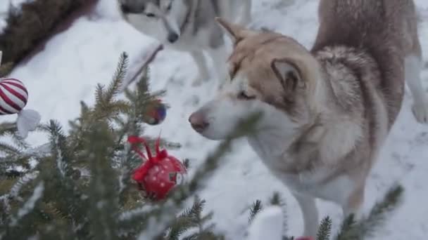 Kar Ormanında Mutlu Köpek — Stok video