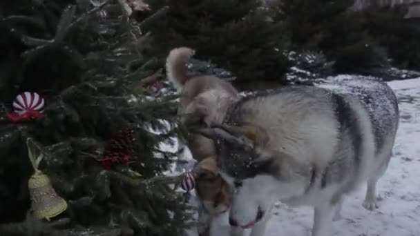 Cão Feliz Floresta Neve — Vídeo de Stock