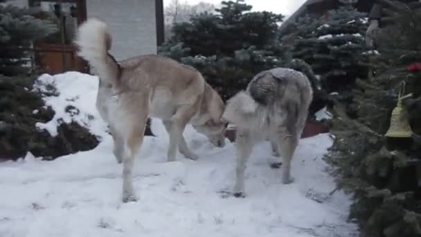 Cão Feliz Floresta Neve — Vídeo de Stock