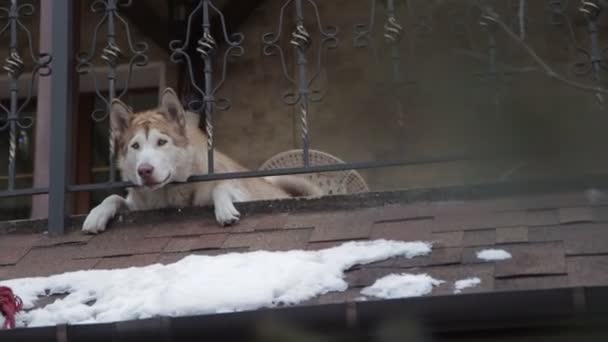 Szczęśliwy Pies Śniegu Lasu — Wideo stockowe