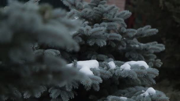 Perro Feliz Bosque Nieve — Vídeos de Stock