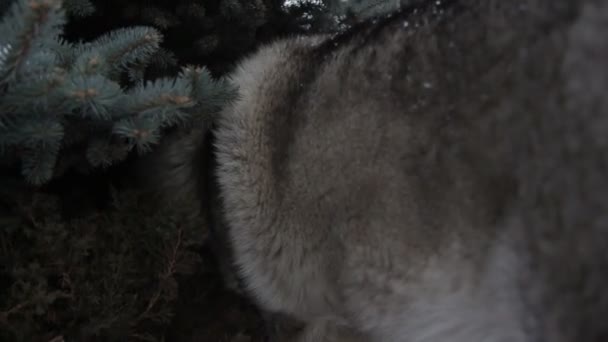 Szczęśliwy Pies Śniegu Lasu — Wideo stockowe