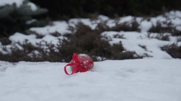 Cão Feliz Floresta Neve — Vídeo de Stock