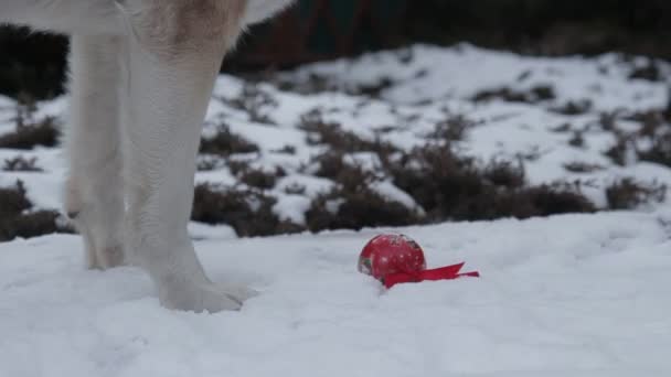 Perro Feliz Bosque Nieve — Vídeos de Stock