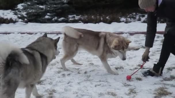 Perro Feliz Bosque Nieve — Vídeo de stock