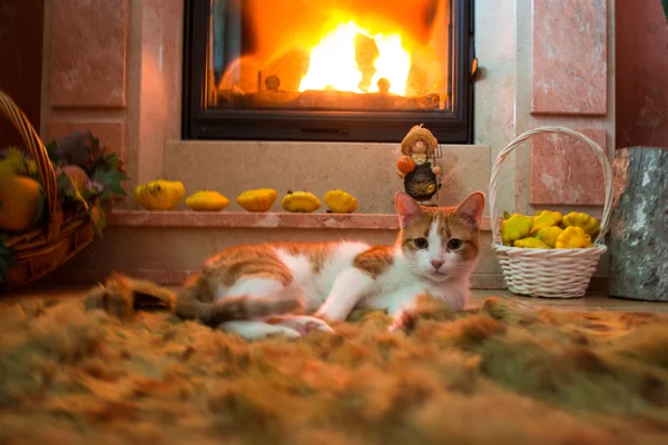 Gato vermelho está se aquecendo junto à lareira no quarto aconchegante. Incêndio . — Fotografia de Stock