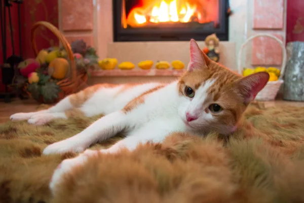 Red cat is basking by the fireplace in the cozy room. Burning fire. — Stock Photo, Image