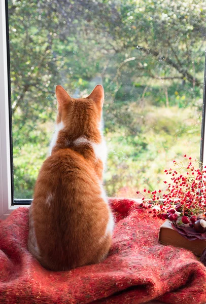 Rød katt som sitter i en vinduskarm og ser på hagen. Høstkatt – stockfoto