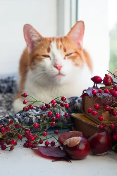 Rode kat, zittend op een vensterbank met kastanjes en boeken. Herfst kat Rechtenvrije Stockafbeeldingen