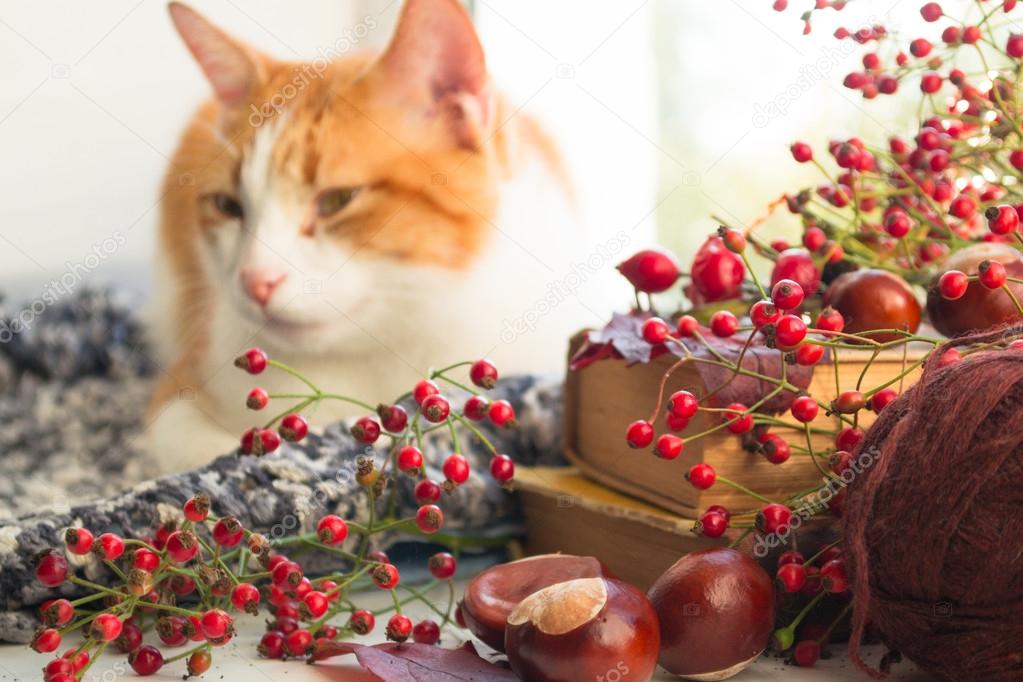 Red cat sitting on a windowsill with chestnuts and books. Autumn cat