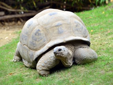  tartaruga gigante in movimento