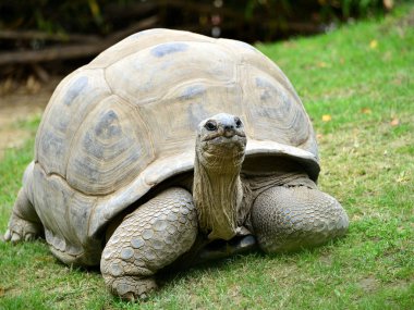  tartaruga gigante in movimento