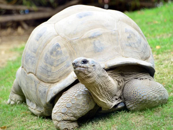 Tartaruga gigante in movimento — Stockfoto