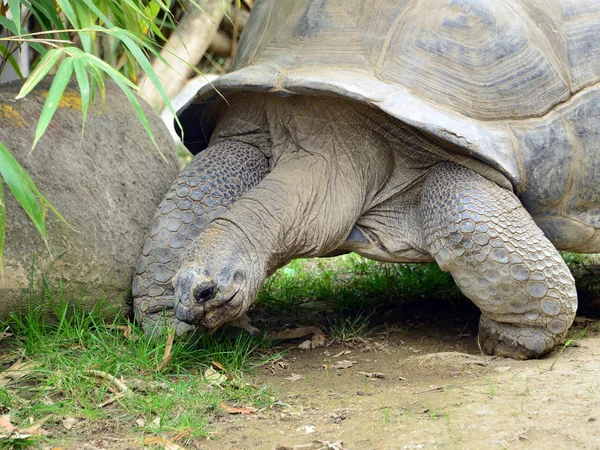 Tartaruga gigante in movimento — Stockfoto