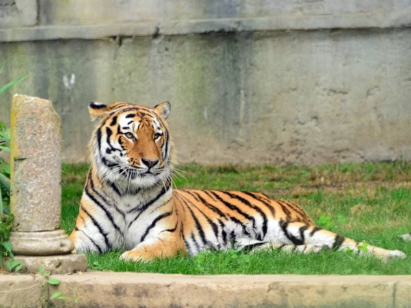 Una tigre sdraiata sul prato — Stock Photo, Image