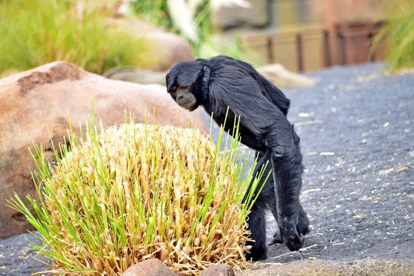 Un gibbone siamango nel parco — Stock Photo, Image