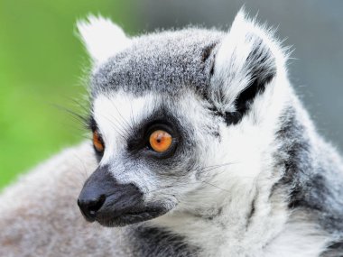 bir lemur poz, fotoğraf dizisi 