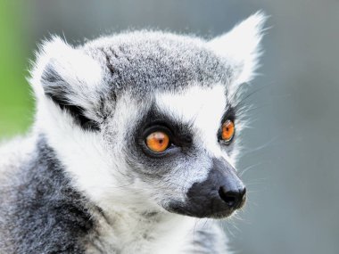 bir lemur poz, fotoğraf dizisi 