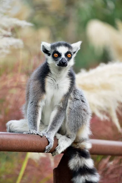 A lemur posing, photo sequence — Stock Photo, Image