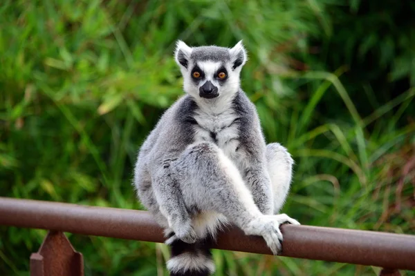 A lemur posing, photo sequence — Stock Photo, Image