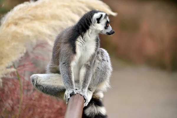 A lemur posing, photo sequence — Stock Photo, Image