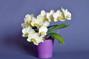 orkide bitki pot