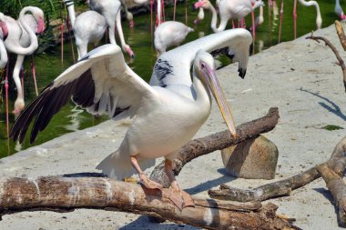 Pelikan ayakta yakın küçük bir göl 