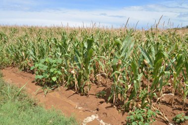 Kırsal manzara. Monferrato, Piedmont, İtalya 