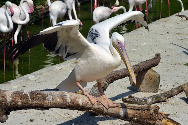 Pelikan steht an einem kleinen See — Stockfoto