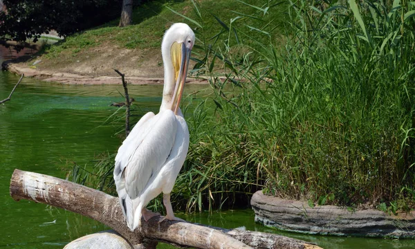 Pelikan steht an einem kleinen See — Stockfoto