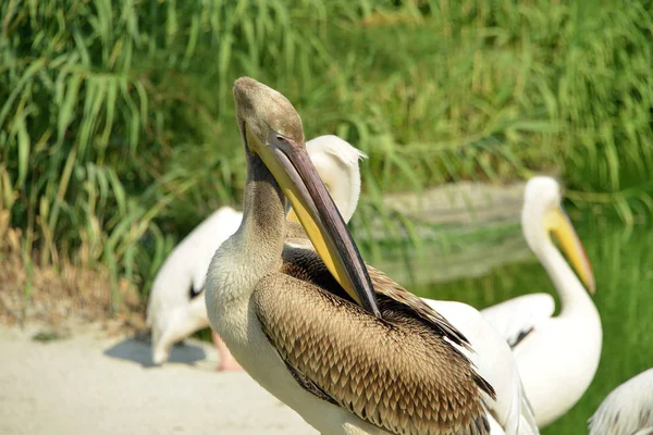 Pelican standing near a little lake — Stock Photo, Image